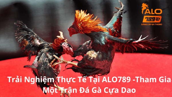 trải nghiệm tực thế đá gà cựa dao tại alo789